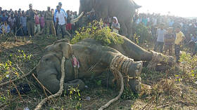 Elephant dubbed ‘bin Laden’ that killed five Indian villagers captured