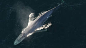 ‘Completely insane’: Watch gigantic blue whale weaving through surfers in Pacific coast waters (VIDEO)