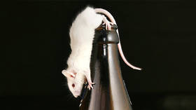 Cure for alcoholism? Scientists discover brain circuit that controls compulsive drinking