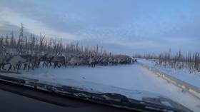 Unleash the horde! Watch THOUSANDS of deer block Siberian road during migration