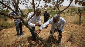 Israel cuts Palestinian farmers’ access to their land behind separation wall with yearly quotas