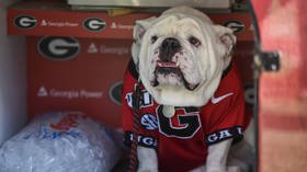 PETA mocked over demand for University of Georgia to retire ‘miserable’ bulldog mascot