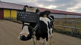Living in the Mootrix: Russian cows try out VR headsets to lighten their mood