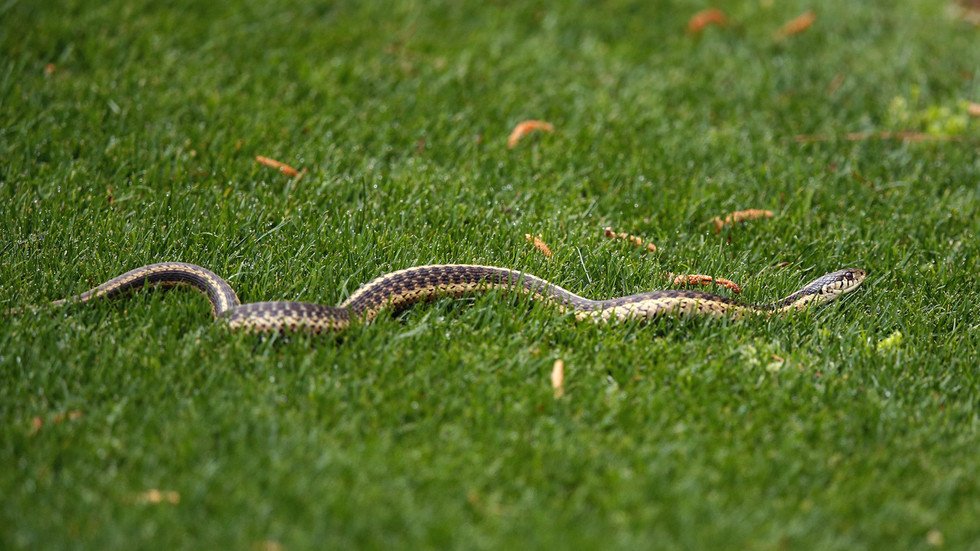 WATCH Cricket championship game delayed after SNAKE invades pitch in ...