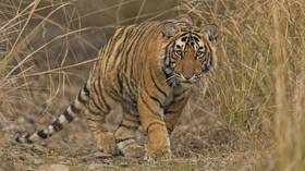 On the catwalk: Primal desire for food and a friend sends Indian tiger on record 1,300km trek