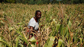 UN warns half of Zimbabwe’s people face severe hunger due to drought, economic collapse