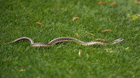 WATCH Cricket championship game delayed after SNAKE invades pitch in India