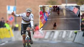 WATCH: Lost dog causes chaos as it goes on the run during Belgian cycling race (VIDEO)