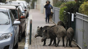 ‘We live in a jungle!’ Wild boars pig out on gardens & garbage in Israeli city as population booms amid culling ban (PHOTOS)