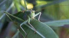 Huge swarm of grasshoppers splatter plane cockpit, force pilots to abandon landing and divert (PHOTOS)