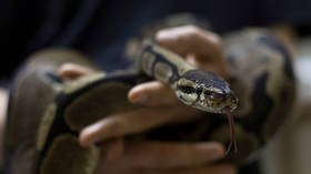 How long can a python be? 6 massive snakes rescued from abandoned pipe in India (PHOTOS, VIDEO)