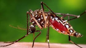 Monster mosquito: Argentinian man stunned as GIANT insect flies through his window