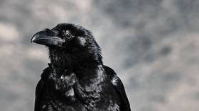 Hitchcock tried to warn us! WATCH thousands of birds take over the streets of Houston