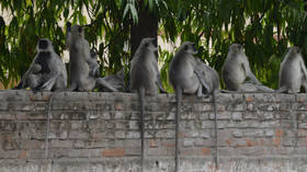 Airport employee IN BEAR COSTUME scares loitering langurs off airfield in India (VIDEO)