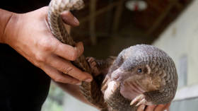 Chinese scientists say pangolins might be missing link in coronavirus transmission