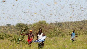 India, Pakistan should brace for ‘TWIN INVASION’ of locusts from Horn of Africa & Iran, UN warns