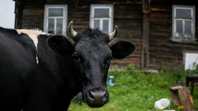 Russia to export beef to Brazil for first time