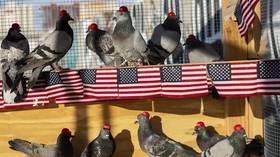 Mysterious ‘PUTIN’ group unleashes flock of MAGA-hatted pigeons in Las Vegas to protest Dem debate