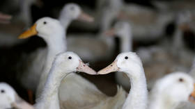 Not quack-checked! MSM dives for ‘Chinese duck army’ story as plague of locusts ravages Pakistan