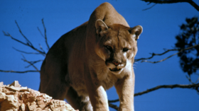 Sheriff’s Deputy cheats death in vicious MOUNTAIN LION attack (VIDEO)