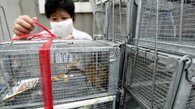 HANTAVIRUS the next big killer... really? Twitter spreads groundless MASS PANIC as man in China dies from little-known disease
