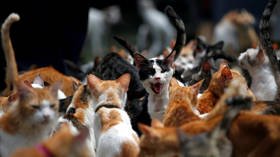 Cat-astrophe in the making? ANOTHER feline tests positive for coronavirus, this time in Hong Kong