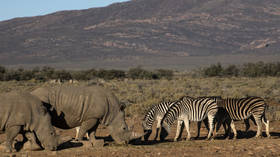 Not poisoned, not poached: Mystery surrounds death of 154 elephants in Botswana