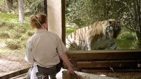 TIGER tests positive for Covid-19 as 6 more big cats develop ‘dry cough’ at Bronx Zoo