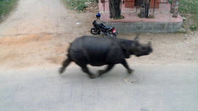 WATCH: Wild RHINO helps enforce lockdown in Nepal, chases non-compliant man