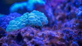 Researchers 3D PRINT artificial corals which could save natural reefs, cut greenhouse gases