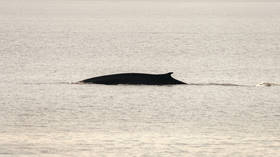 Whale of a time: World’s 2nd-largest mammals FILMED frolicking in French waters as Covid-19 lockdown limits marine traffic