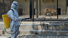 Cat scratch fever? Indian state orders ZOOS to report suspected coronavirus cases among animals after tiger in US tests positive