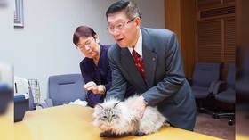 Not kitten around: Cat that Putin gifted to Japanese governor placed in isolation over coronavirus