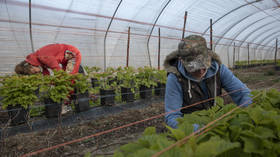 Brexit and Covid-19 are keeping migrant agricultural workers away, but will the British ever dig for food, let alone victory?