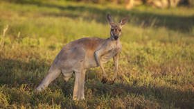 ‘GIANT KANGAROO’ acting as ‘dog of the US’: Chinese newspaper mocks Australia amid trade row