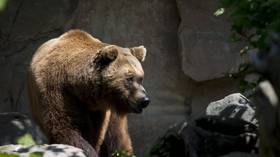 WATCH: Drunk man tries to kill BEAR in Warsaw zoo just one day after coronavirus lockdown lifted