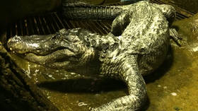 ‘Hitler’s favorite alligator’ dies at Moscow Zoo aged 84