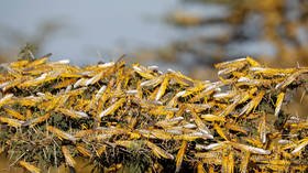 ‘We’re doomed!’: Terrifying scenes as massive LOCUST swarm invades Indian city (VIDEO)