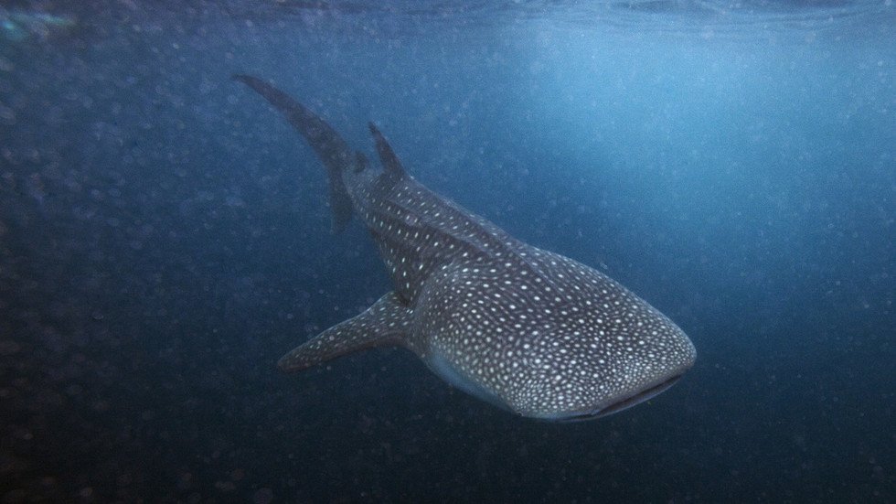 Jaws on their eyes? Study suggests whale sharks have TEETH on their
