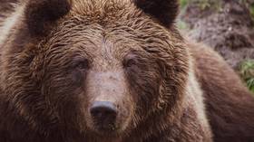 What would Ranger Smith say? Driver stunned to see WILD BEAR running through Russian city (VIDEO)