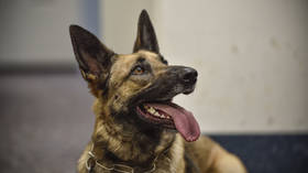 As UK braces for post-lockdown ‘crime tsunami,’ some turn to TRAINED DOGS for security