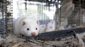 Dutch farmers will kill 10,000 mink for fear of coronavirus. Are pigs and cattle next?