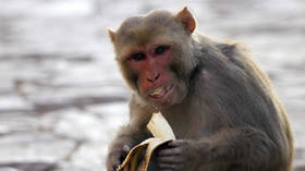 Booze-addict monkey terror: Indian primate jailed for life after carnivorous rampage leaves 250 injured & 1 dead