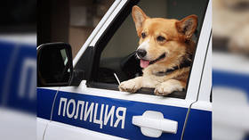 A Dog’s Life: Russia’s only Corgi Cop calls it quits