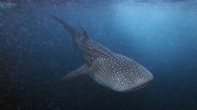 Jaws on their eyes? Study suggests whale sharks have TEETH on their eyeballs