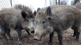 Reclaiming lost habitat: Muscovites warned as wild boars spotted in capital's parks