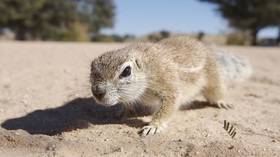 Russia steps up patrols against marmot hunting after bubonic plague outbreaks in neighboring China & Mongolia