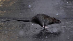 The ratpocalypse? Keiser Report explores pandemic’s severe impact on NYC and… its RATS