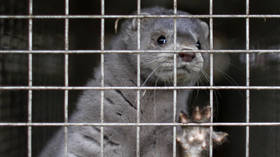 Spain orders slaughter of 92,700 mink to avoid human transmission as Covid-19 rips through farm in Aragon