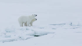 After British report says polar bears could be completely wiped out by 2100, Russian expert warns it could take ONLY 20 years